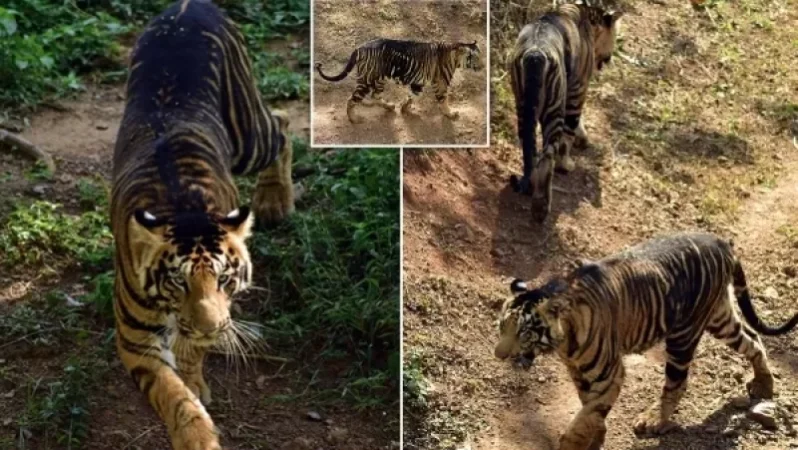 Photos: Camera Captures Rare Black Tigers in India