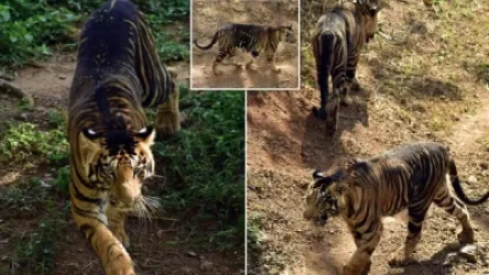 ԼՈՒՍԱՆԿԱՐՆԵՐ․ Տեսախցիկը կարողացել է ֆիքսել հազվագյուտ սև վագրերին․ Հնդկաստան