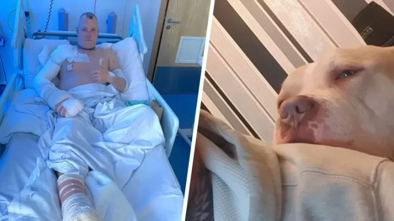 Շունն արթնացրել է տիրոջը և փրկել հրդեհից, սակայն ինքը սատկել է. Բրիտանիա