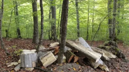 Ապօրինի ծառահատում է կատարվել Դենդրոպարկում