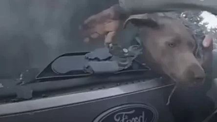 ՏԵՍԱՆՅՈՒԹ․ Ոստիկանը շանը դուրս է բերել այրվող մեքենայից և դարձել համացանցի հերոս․ ԱՄՆ