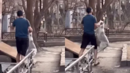 ՏԵՍԱՆՅՈՒԹ․ Աղմկահարույց դեպքից հետո հրապարակվել են շան նկատմամբ բռնության նոր կադրեր