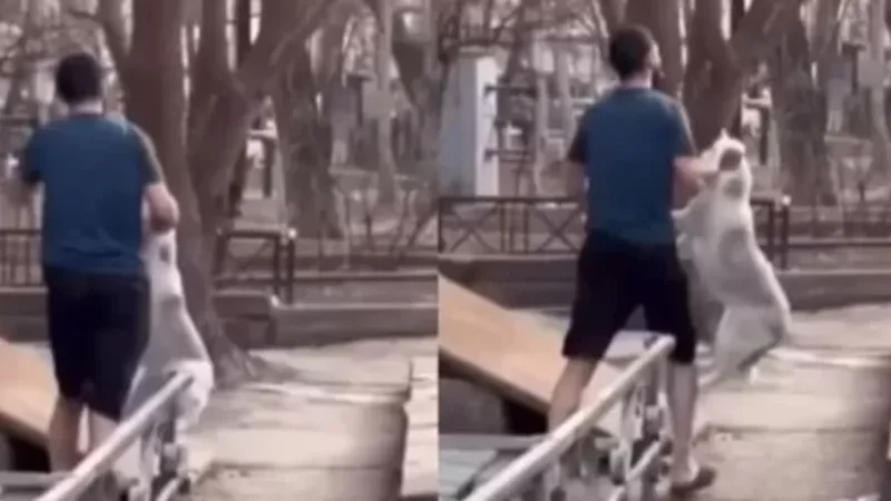 Ոստիկանությունը երիտասարդի՝ շանը ծեծելու մասին