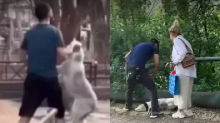 Կենդանապաշտպաններն այսօր այցելել են տեսանյութում շանը ծեծող տղային