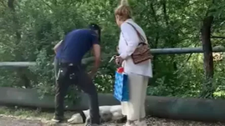 Ոստիկանները հայտնաբերել են կենդանու նկատմամբ դաժան վերաբերմունք ցուցաբերած անձին