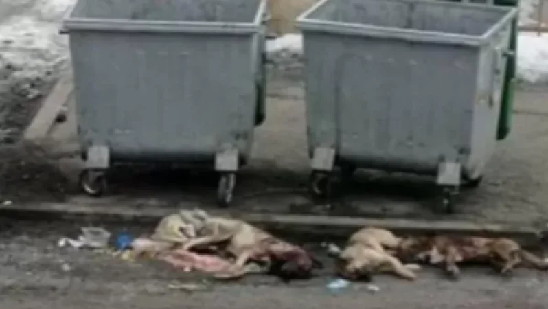 18+. Photos. Dismembered, decapitated and shot dogs found in Gyumri. What the municipality says.