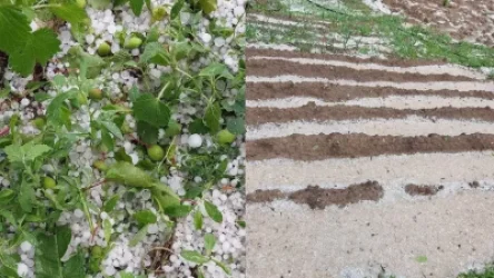 ԼՈՒՍԱՆԿԱՐՆԵՐ․ Մարտակերտում կարկուտի հետևանքով վնասվել են այգիներ, 35 ավտոմեքենա, 9 ջերմոց, 9 գլուխ հորթ քշվել է ձորը