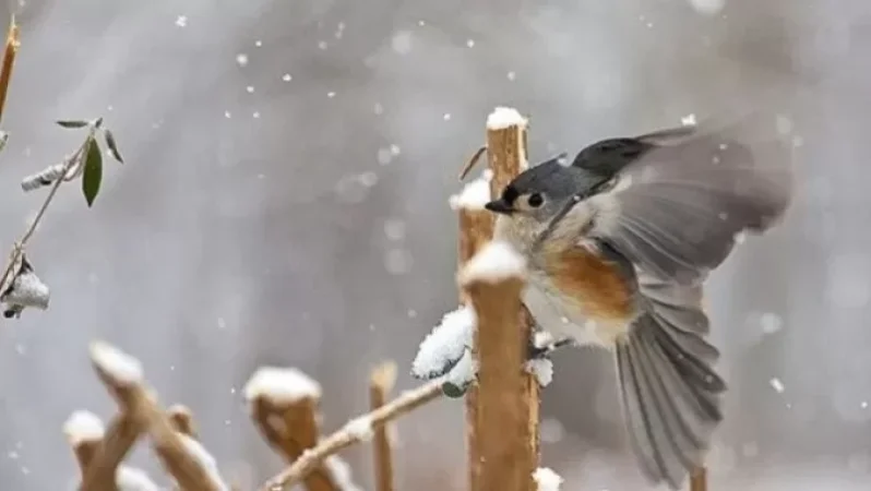 Սպասվում են ձյան տեղումներ