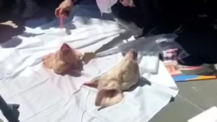 ՏԵՍԱՆՅՈՒԹ․ Զոհված զինծառայողների ծնողները խոզի գլուխներ նետեցին Կառավարության շենքի դիմաց