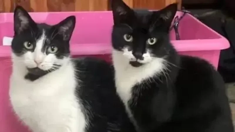 Thieving Cats Steal About 146,000 Dram Worth of Items from Neighbors in the UK