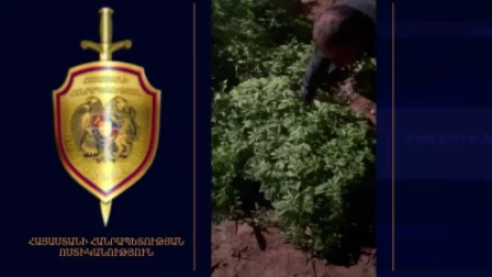 ՏԵՍԱՆՅՈՒԹ. Հողամասում աճեցրել է 1300-ից ավելի կանեփի բույսեր