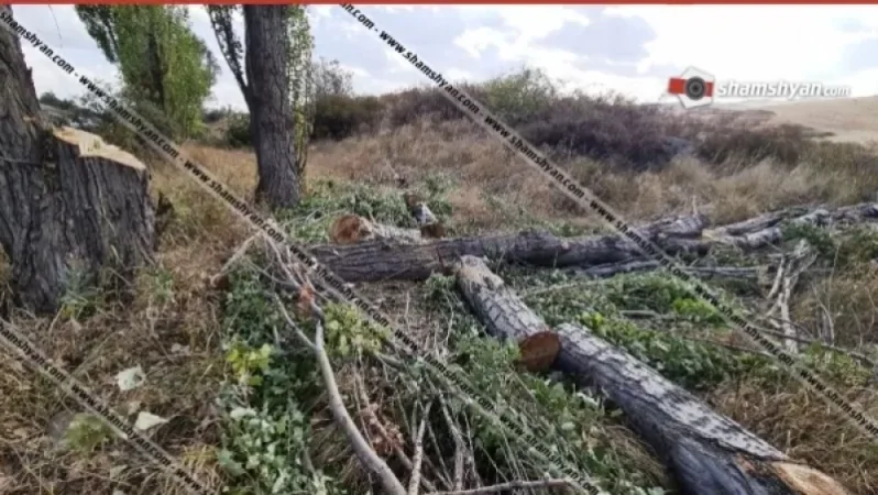 Երևան-Սևան ճանապարհին մի իսկական ծառերի սպանդ է իրականացվել