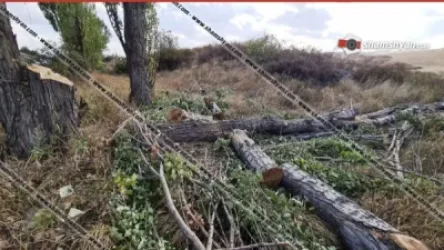 Երևան-Սևան ճանապարհին մի իսկական ծառերի սպանդ է իրականացվել