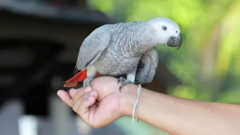 Թութակի շնորհիվ կինը բացահայտել է ամուսնու դավաճանությունը