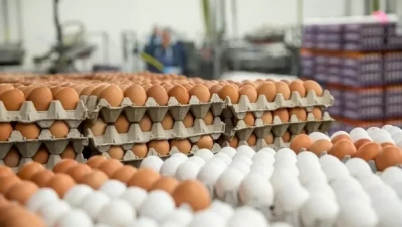 Ինչ է կատարվում ձվի շուկայում. կառավարությունը քննարկում է վերամշակման հնարավորությունները