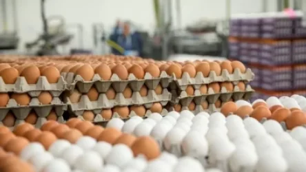 Ինչ է կատարվում ձվի շուկայում. կառավարությունը քննարկում է վերամշակման հնարավորությունները