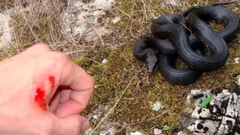 Օձերն արդեն 2 մարդու են խայթել. ի՞նչ անել նման իրավիճակներում