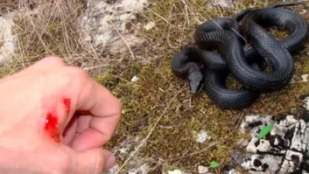 Օձերն արդեն 2 մարդու են խայթել. ի՞նչ անել նման իրավիճակներում