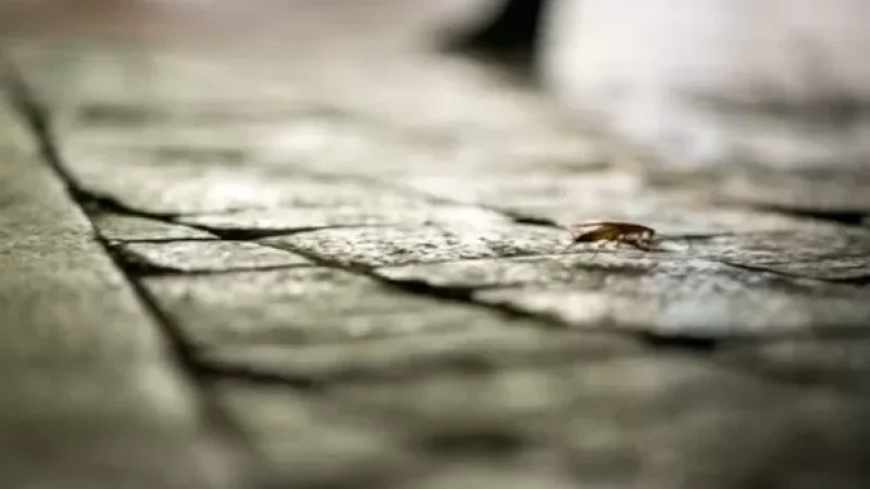 Երևանի կենտրոնում խավարասերների դեմ դեզինսեկցիոն աշխատանքներ կիրականացվեն