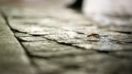 Երևանի կենտրոնում խավարասերների դեմ դեզինսեկցիոն աշխատանքներ կիրականացվեն