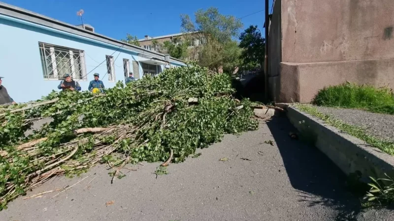 Images: Tree Falls in Schoolyard