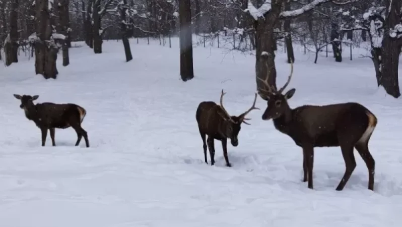 «Մեր եղջերուներն այսօր»․ Դիլիջան Ազգային Պարկ