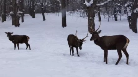 «Մեր եղջերուներն այսօր»․ Դիլիջան Ազգային Պարկ