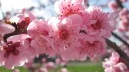 Օդի ջերմաստիճանը կբարձրանա 15-20 աստիճանով