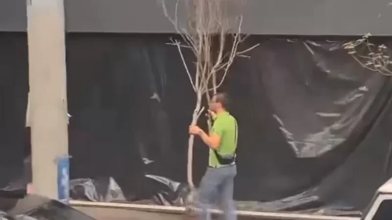 Video: 'Man Uprooted 2 Valuable Oak Trees,' User Claims
