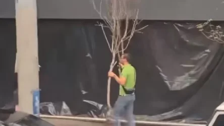 ՏԵՍԱՆՅՈՒԹ. «Տղամարդն արմատախիլ է արել 2 հատ բարձրարժեք կաղնու ծառ». օգտատեր