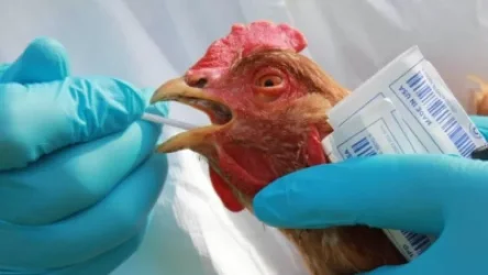 Մոսկվայում թռչնագրիպի պատճառով կարանտին է հայտարարվել. քաղաքապետ