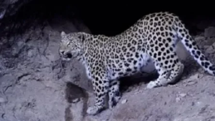 Տեսախցիկները Կովկասյան կենսաբազմազանության ապաստարանում նոր հովազ են արձանագրել