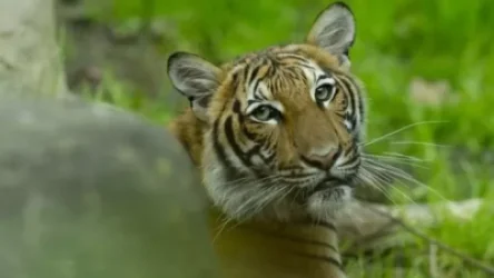 ՏԵՍԱՆՅՈՒԹ․ Պրիմորսկի երկրամասում ջրհեղեղի պատճառով վագրերը դուրս են գալիս անտառներից