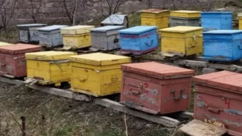 Գողացել են «Վանաձոր» ԲԿ-ի բժիշկ–սրտաբանի մեղվափեթակները՝ մեղուներով. Shamshyan. com