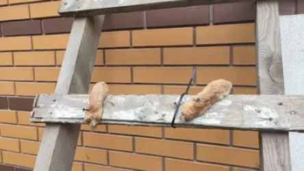 ՏԵՍԱՆՅՈՒԹ․ Շների սպանդ՝ Կիևի մարզում