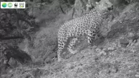 ՏԵՍԱՆՅՈՒԹ․  Խոսրովի անտառի արքան է