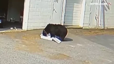 ՏԵՍԱՆՅՈՒԹ. ԱՄՆ-ում արջը ներխուժել է կոնֆետների խանութ, կերել 60 քափքեյք ու փախել