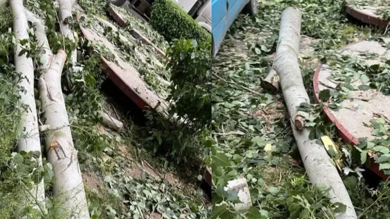Մեծ վնաս՝ Երևանի կանաչ ֆոնդին. հատվել են 3 հսկայական բարդիներ