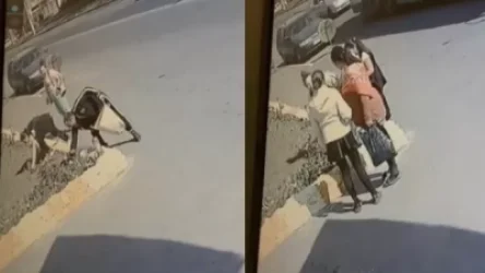 ՏԵՍԱՆՅՈՒԹ. Անցորդները արմատախիլ են անում մայթեզրի ծաղիկները և ոտնատակ տալիս. Ահազանգ