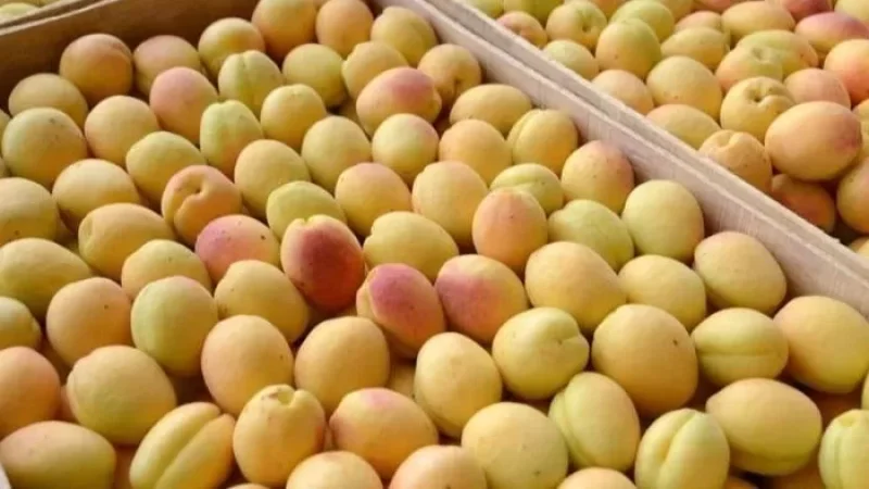 Ուրախանալու բան չունենք՝ միջինից բավականին ցածր ծիրանի բերք ենք սպասում այս տարի. Գառնիկ Պետրոսյան