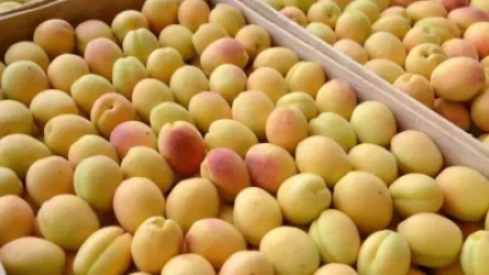 Ուրախանալու բան չունենք՝ միջինից բավականին ցածր ծիրանի բերք ենք սպասում այս տարի. Գառնիկ Պետրոսյան