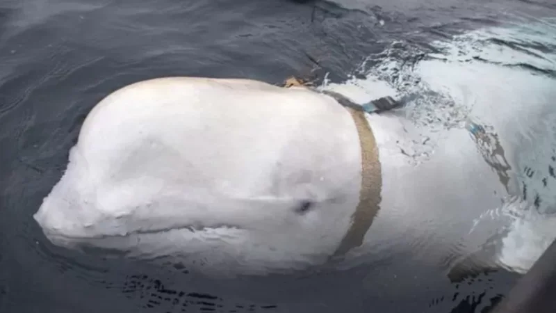 Ռուսական հետախուզական կետը՝ Շվեդայի ափերի մոտ