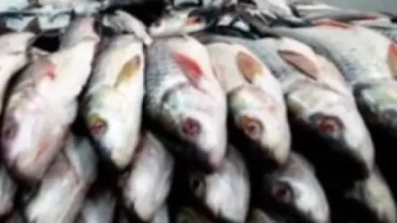 Ռուսաստնում արգելել են հայկական ընկերության ձկան արտահանումը Ռուսաստան