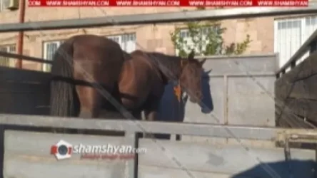 Արագածոտնում ոստիկանները ձիուն տեղափոխել են «պլաշչադկա», բերման են ենթարկվել մի խումբ օշականցիներ