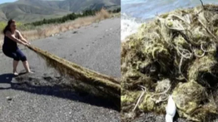 Սևանա լճի ափին գտել են երկու ձկնորսական ցանց՝ լի կիսանեխած ձկներով. ահազանգ