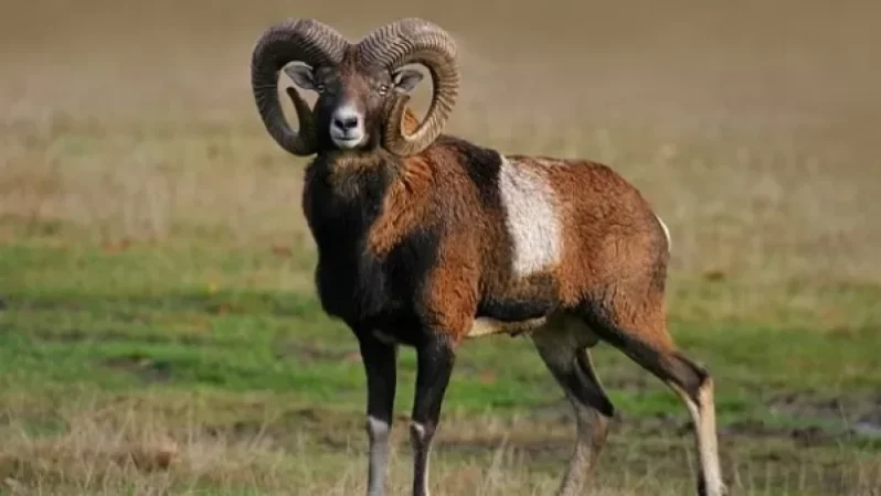 Մուֆլոններ են հոշոտվել. Կենդանաբանական այգում շների ներթափանցման երկրորդ դեպքն է