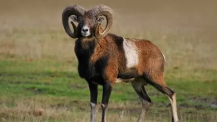 Մուֆլոններ են հոշոտվել. Կենդանաբանական այգում շների ներթափանցման երկրորդ դեպքն է