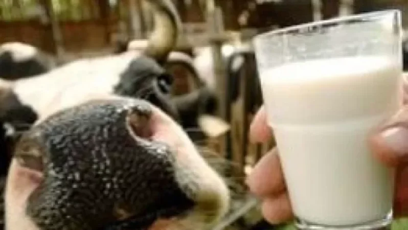 Բրուցելոզի պատճառով տարեսկզբից ի վեր 200 կենդանի է սպանդի ենթարկվել. վստահեցնում են, որ համաճարակ չկա