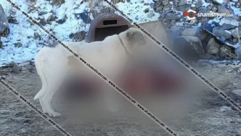 Դաժան դեպք՝ Գեղարքունիքում. անասնագոմի տարածքում հայտնաբերվել է մասամբ հոշոտված կնոջ դի