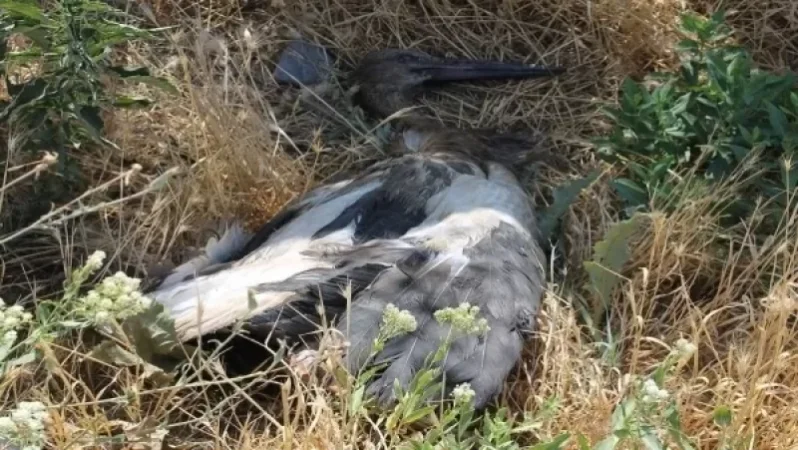 Աշխատանքներ են տարվում պարզելու Հովտաշենում արագիլների անկման պատճառը